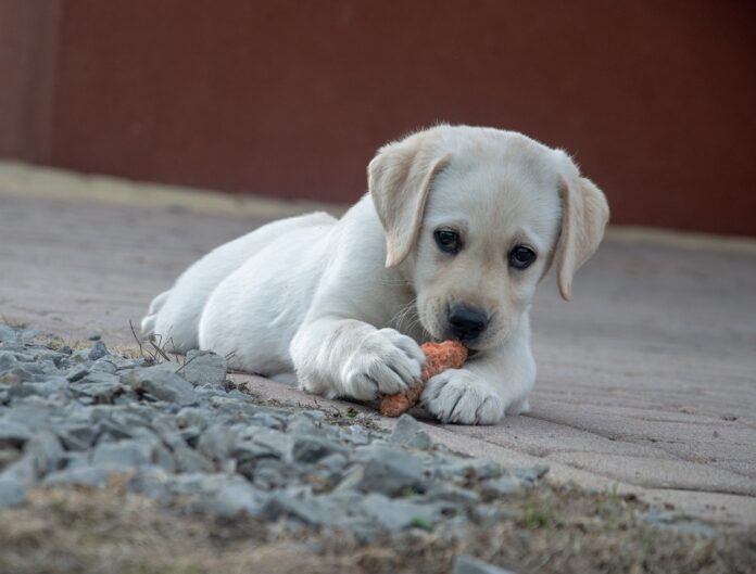 Homemade Dog Food: Everything You Need to Know