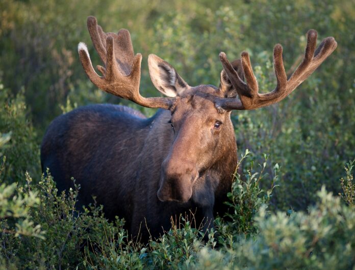 A bull moose in Canada