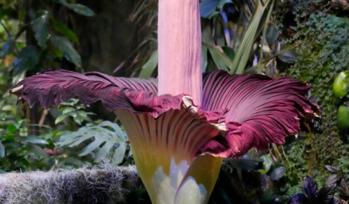 Visitors Line Up to See San Francisco's Stinky Corpse Flower