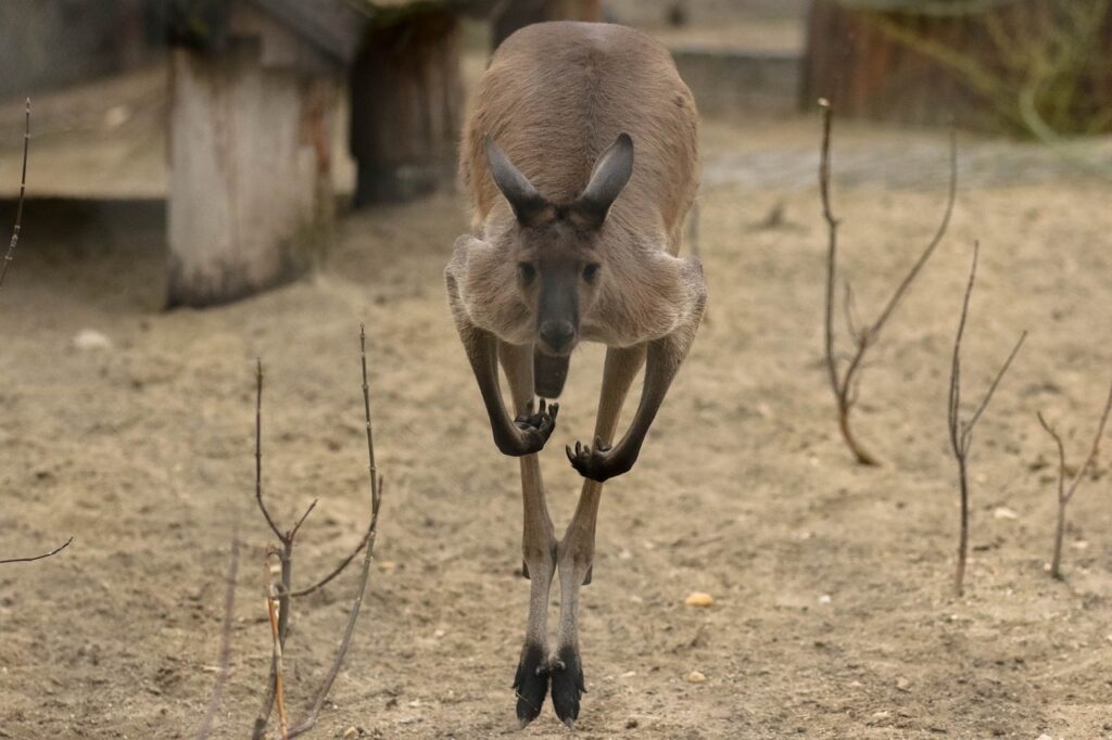 Kangaroos Play-Fight at Nashville Zoo