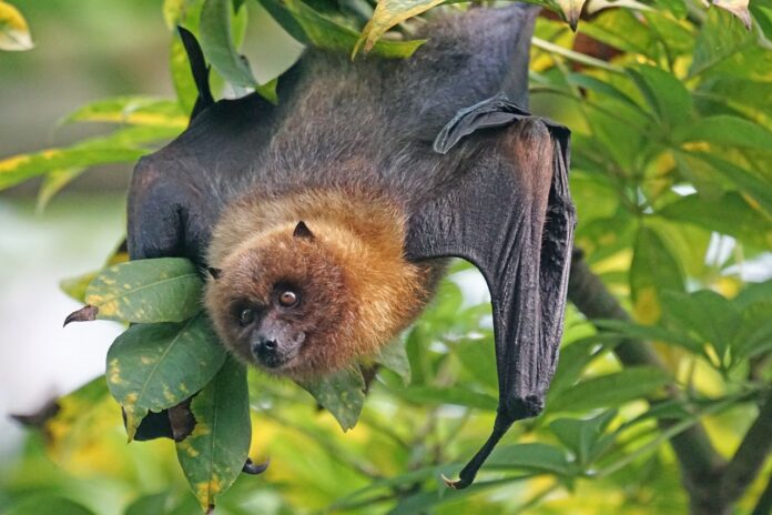 Migrating bats act as pollinators for more than 500 flowering plant species, a report says