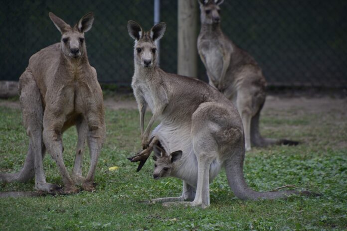 Kangaroos Invade Melbourne Golf Course
