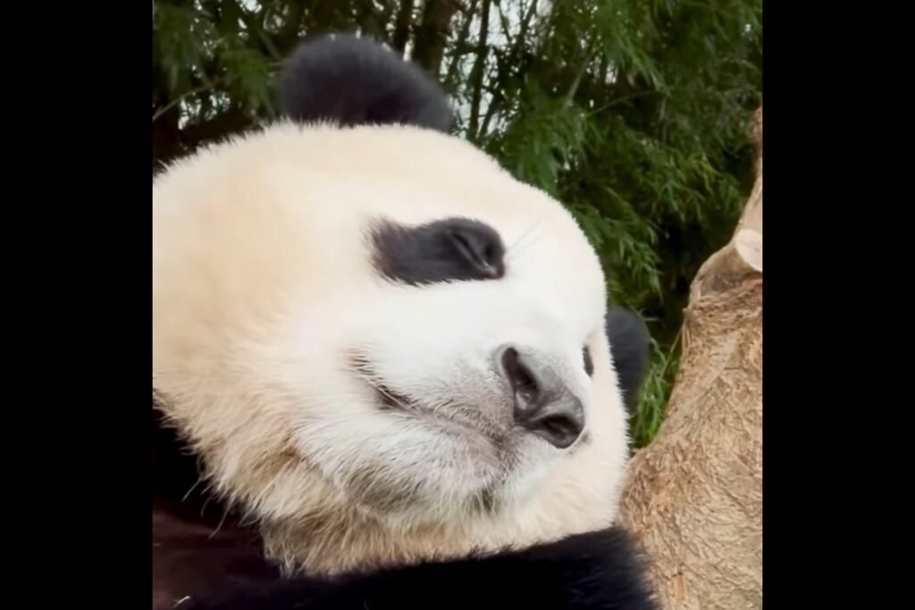 As China resumes “panda diplomacy” with the U.S. to improve ties, there are now online activists who are taking steps to stop it. fubao_012486/Instagram