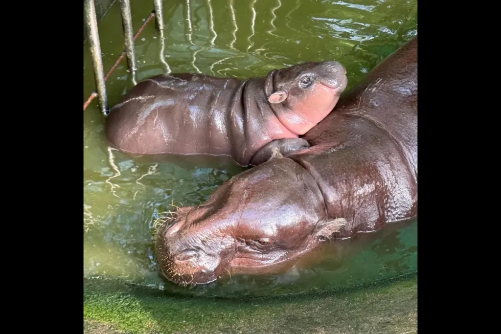 Roland Cherry, 63, recounts his terrifying hippo attack in Zambia and the kindness he received during his recovery. immoodeng/Instagram